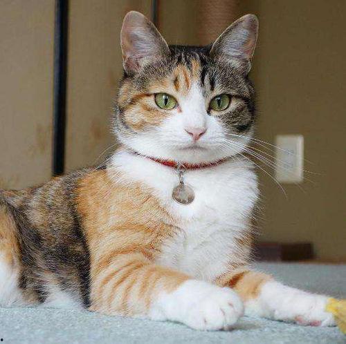 娱乐吃瓜猫咪视频大全